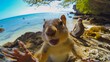 Close-up of a curious squirrel on a sunny beach with another squirrel in the background