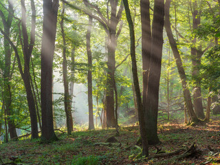 Wall Mural - Oak Forest with Sunbeams through Morning Fog