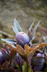 A Christmas Rose Hellebore flowers in the garden.