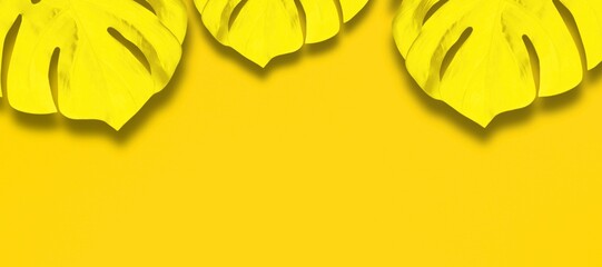 Wall Mural - tropical plant monstera leaves on yellow art background. minimal nature summer banner with copy spac