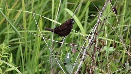 Wall Mural - Beautiful small bird Chestnut Munia standing on the grasses with nature background-4K resolution footage