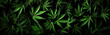 A lot of cannabis leaves on black background. Marijuana banner. Cannabis legalization concept.