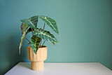 Fototapeta Tulipany - Artificial home plant on a white table. Space for your text.