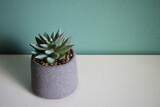 Fototapeta Tulipany - Artificial succulent plant on a white table. Space for your text.