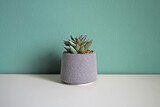 Fototapeta Tulipany - Artificial succulent plant on a white table. Space for your text.