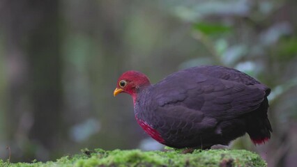 Wall Mural - Nature wildlife bird of crimson-headed partridge on deep jungle rainforest, It is endemic to the island of Borneo-4K resolution footage