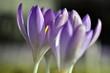 Violette Krokusblüten im Frühling