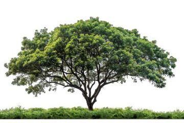 Sticker - An isolated tree on white with a clipping path