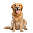 © Giu Studios - Full body photo of a happy golden retriever dog sitting, Isolated on Transparent Background, PNG