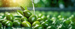 Fresh green olives undergoing a cleansing process in a water bath. Olive production step with ripe drupes being rinsed, preparing for oil extraction. Panorama with copy space