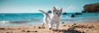 Kitten playing on the beach in sunlight - An energetic white kitten enjoys playtime on a sunny beach with paws in the sand