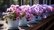 Pink violets in white flower pots on the windowsill