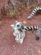 lemur sitting on the ground