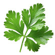© ArtPixel-Portfolio - A leaf of fresh parsley isolated on a white background