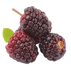 Wall Mural - Marionberry fruits on isolated white background