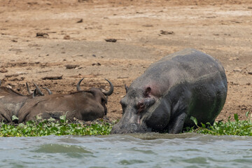 Wall Mural - Hippo (Hippopotamus amphibius)