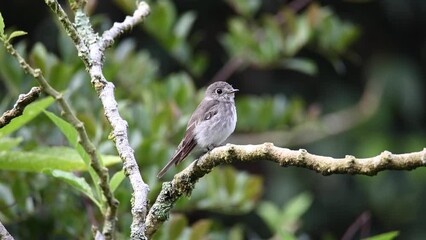 Sticker - Nature Beautiful bird standing on tree brunches , 4K Footage of Nature wildlife bird species of Grey-Streaked Flycatcher .