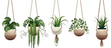 Illustration Of Hanging Plant Pots With Macrame And Greenery For Home Decor White Background