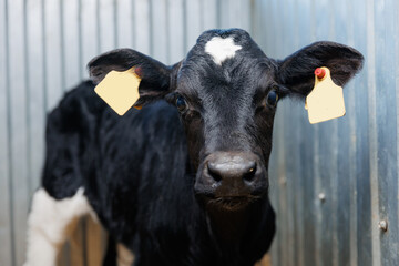 Wall Mural - Closeup portrait of holstein calf on dairy farm with sunlight