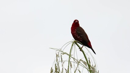 Wall Mural - Nature wildlife footage of Red Avadavat (Amandava amandava) sitting on a green grass