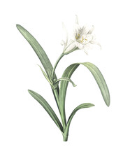 White Peruvian Daffodil (Hymenocallis) Flower Botanical Illustration