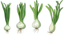 Spring onions freehand draw cartoon vector illustrat