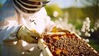 Closeup portrait of beekeeper holding a honeycomb full of bees. Beekeeper in protective workwear inspecting honeycomb frame at apiary. Beekeeping concept. Beekeeper harvesting honey