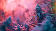 Aesthetic cannabis pink purple bushes in pastel smoke cloud. Soft light colors. Marijuana hemp plant in soft focus with other plants in bokeh, hemp field. background