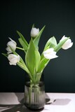 Fototapeta Natura - White tulips in a gray glass vase against a green wall