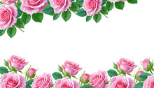 Beautiful Pink Roses In Full Bloom, With Soft Petals And Green Leaves Isolated On Whitebackground
