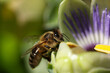 Honey bee landed on flower head macro