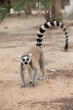 ring-tailed lemur, Lemur catta at Madagascar