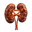 A human kidney anatomy structure isolated on a white background. 