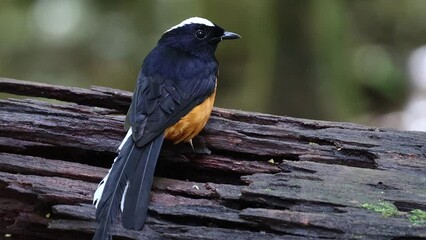 Sticker - Nature wildlife footage of White crown shama on nature rainforest jungle in Borneo Island.