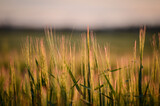 Fototapeta Niebo - Ears of barley at sunset