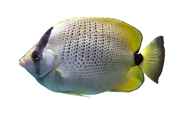 Sticker - Tropical coral fish isolated on white background - close up