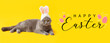 Cute Scottish Fold cat in bunny ears lying on yellow background
