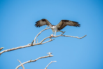 Wall Mural - Osprey on a branch with fish