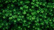  a close up of a green plant with lots of leaves on the top and bottom of the leaves on the bottom of the plant.