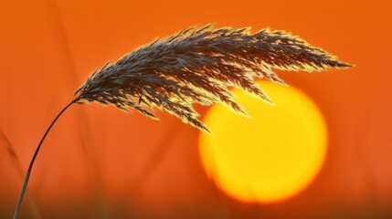  a close up of a plant in front of an orange sky with the sun in the background and grass in the foreground.