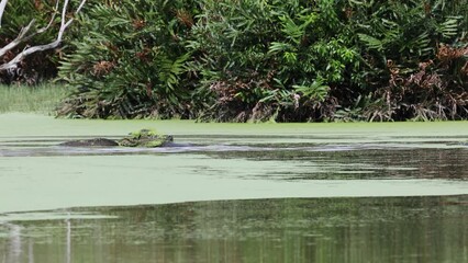 Wall Mural - Nature wildlife footage of Wild water buffolo crossing river