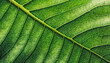 Zielony liść makro