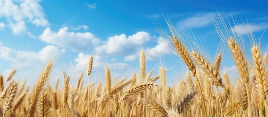 Poster - Tranquil Rural Landscape of Golden Wheat Field under Clear Blue Sky with Puffy White Clouds