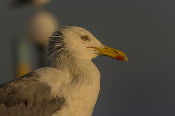 Wall Mural - Portrait of a gull or seagull standing on a seaside railing at golden hour near the ocean at sunset or sunrise. It's Caspian gull (Larus cachinnans) nesting in the Black and Caspian Seas.