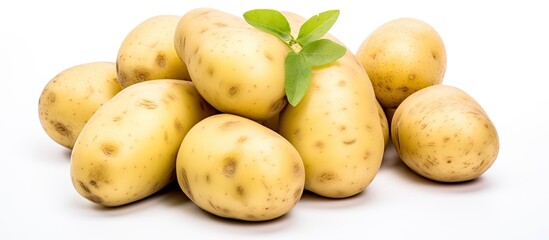 Aufkleber - Organic Harvest: Fresh Potatoes with Vibrant Leaf, Farming and Gardening Concept