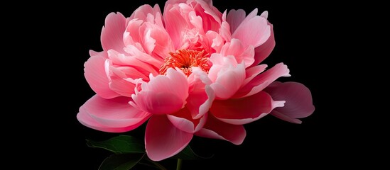 Fototapete - Vibrant Pink Floral Elegance Blooming Against Moody Black Background