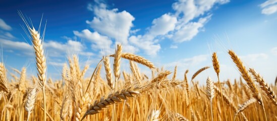 Poster - Tranquil Wheat Field under Vast Blue Sky with Fluffy Clouds - Rural Serenity Landscape