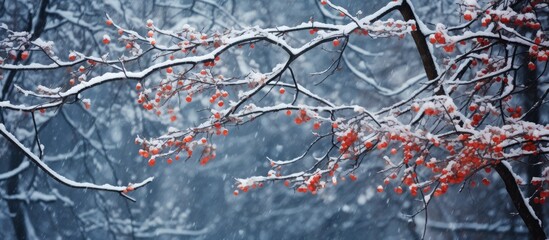 Leinwandbilder - Vibrant Red Berries Brighten a Serene Winter Landscape with Freshness and Color
