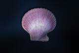 Fototapeta Uliczki - Purple Scallop Shell (Mimachlamys crassicostata) - Seashell