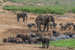 African elephants between African buffaloes